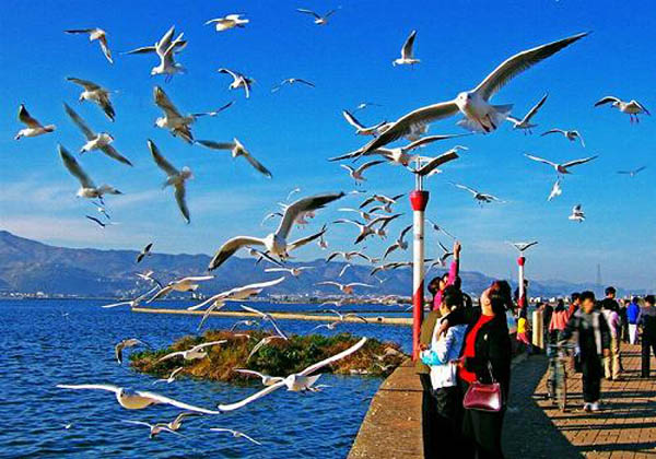 kunming-travel kunming-travel