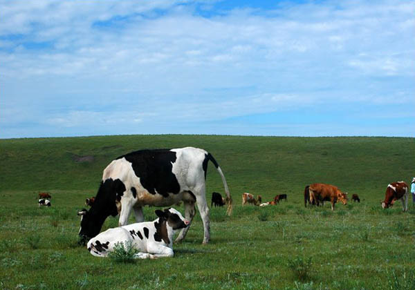 zhangbei bashang grassland tour zhangbei bashang grassland tour