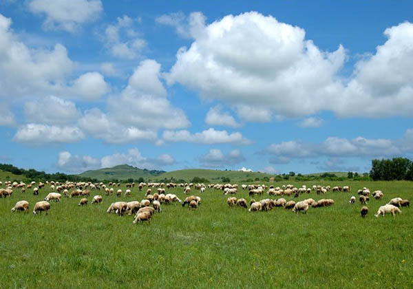 zhangbei bashang grassland tours zhangbei bashang grassland tours
