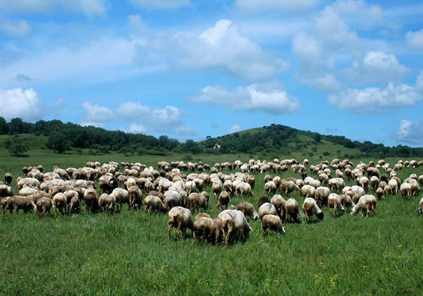 zhangbei bashang grassland travel zhangbei bashang grassland travel