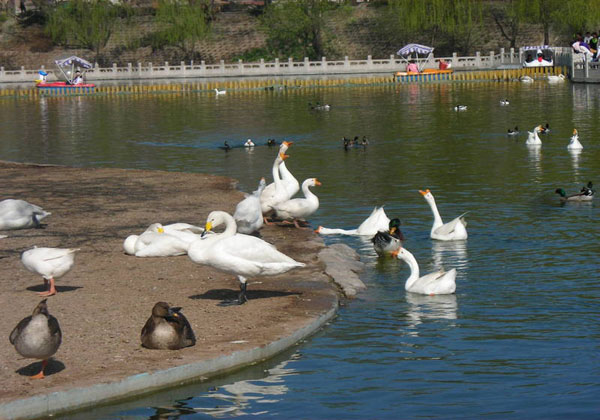 china-pictures-of-taiyuan-zoo, china tour