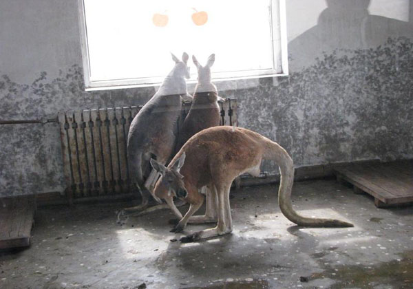 taiyuan-zoo-pictures, china tour