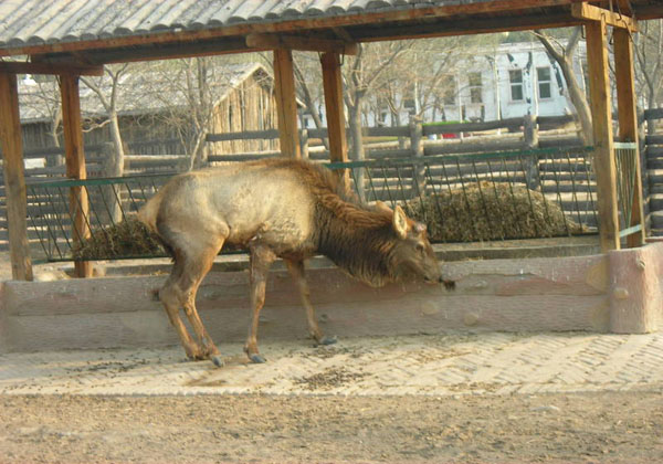 taiyuan-zoo-tours, china tour