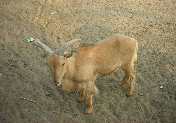taiyuan-zoo-travel, china tour